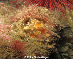 On one particular dive, we found quite a few giant barnac... by Erika Grebeldinger 